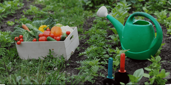 Kitchen Gardening