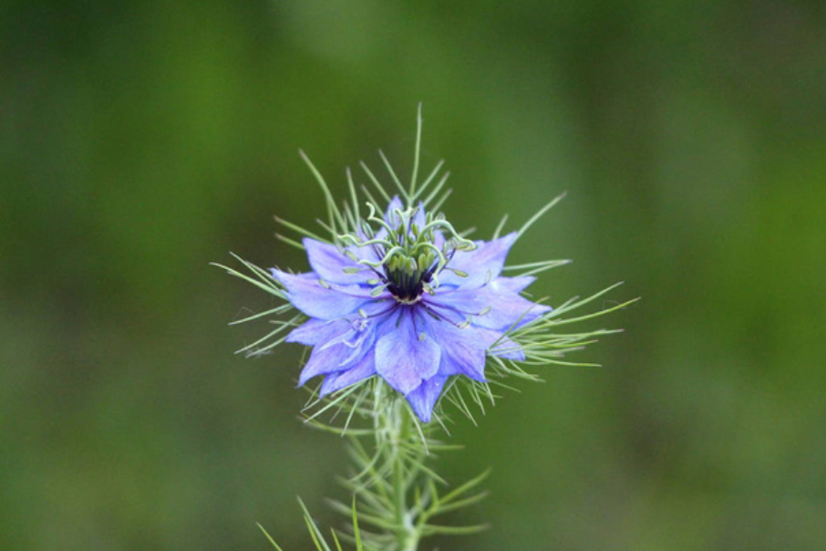 Black Seeds